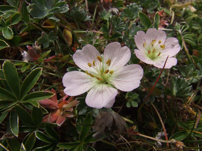 Flora del Monte Cimone